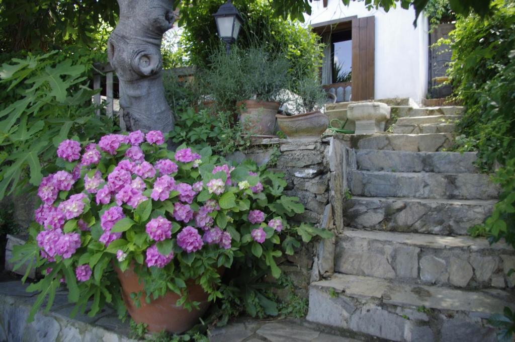 Terrace Houses Sirince Selcuk Pokoj fotografie