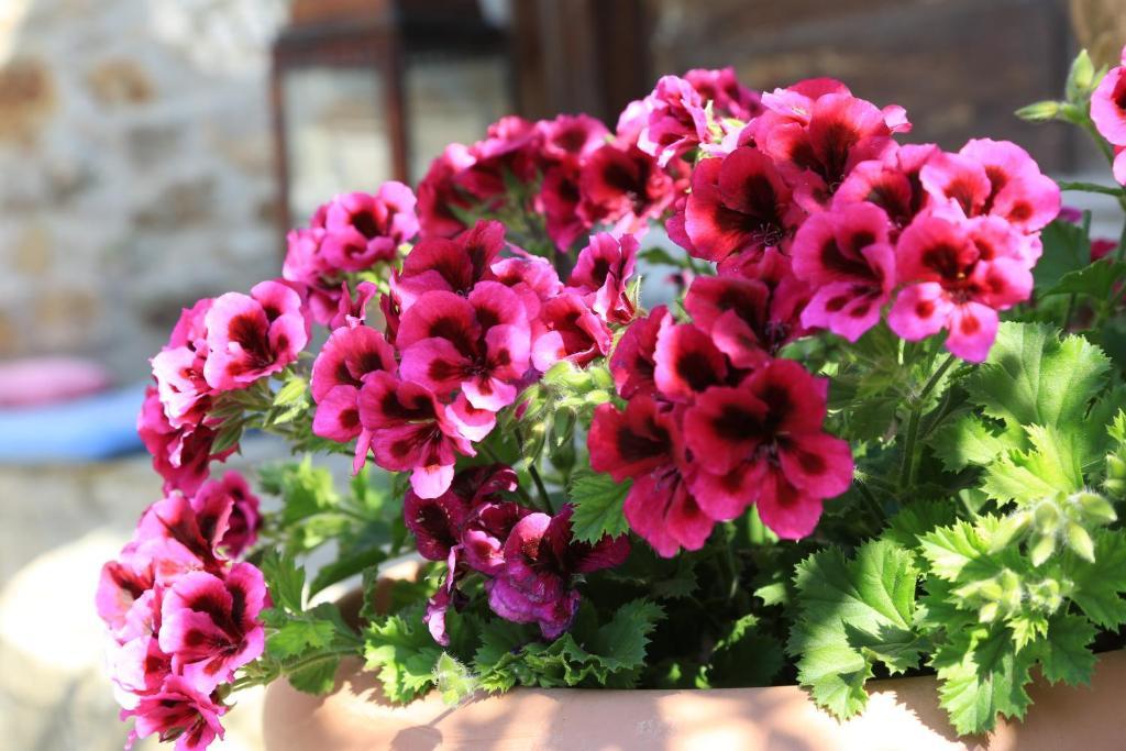 Terrace Houses Sirince Selcuk Pokoj fotografie